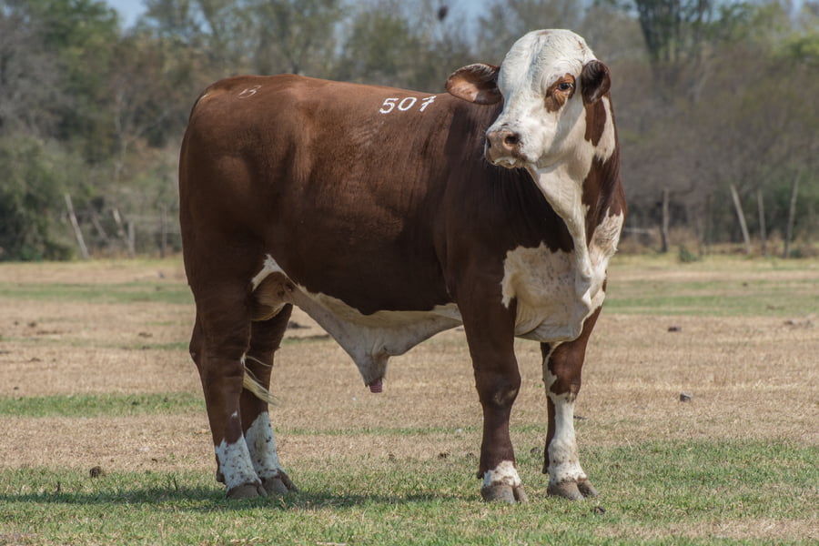 Lote Corral 4/5-CABAÑA ESTANCIA VIEJA