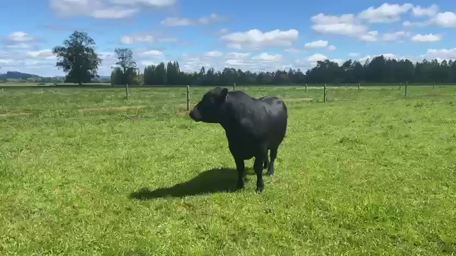 Lote 1 Toro