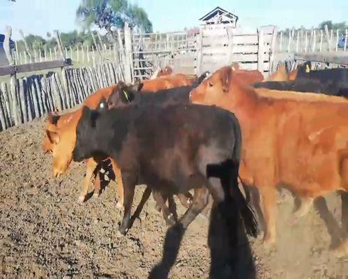 Lote 30 Terneras en Entre Ríos, Federal