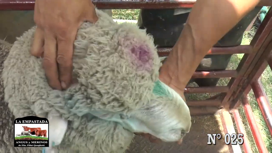 Lote CARNEROS DOHNE MERINO