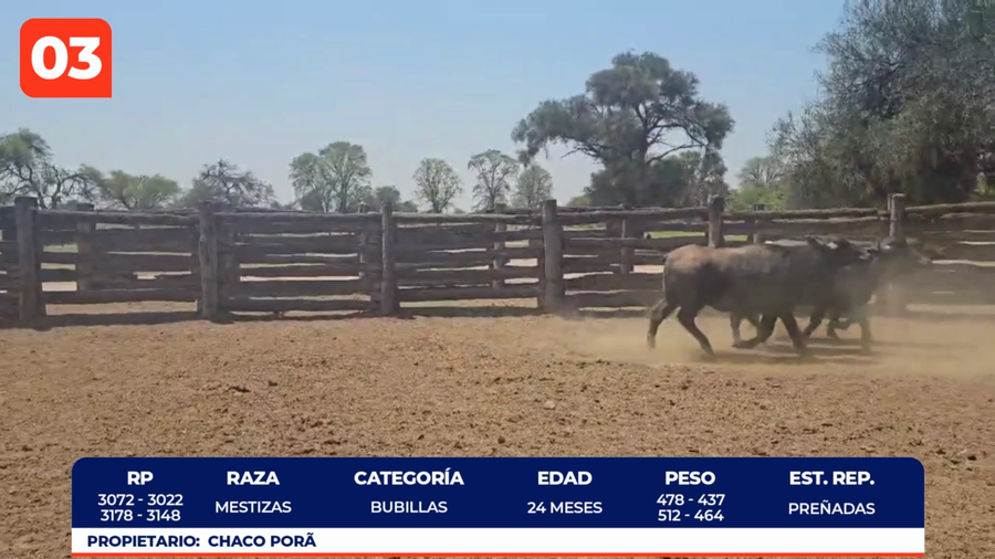 Lote LOTE 3