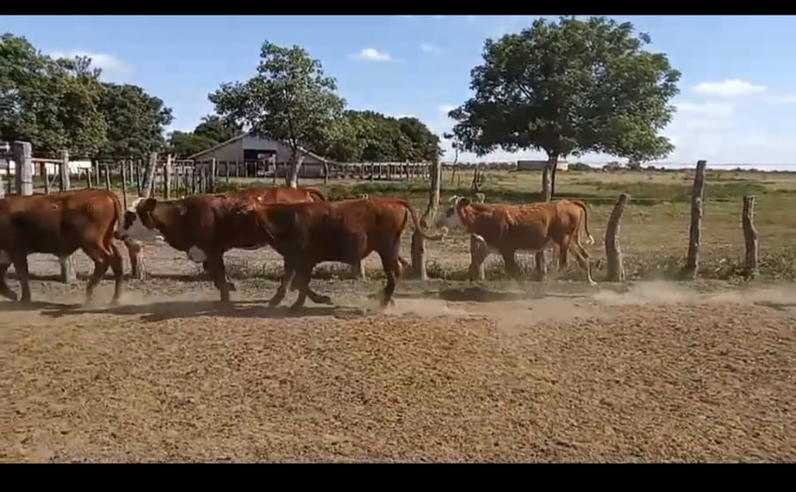 Lote 107 Terneros/as en Corrientes, Curuzú-Cuatiá