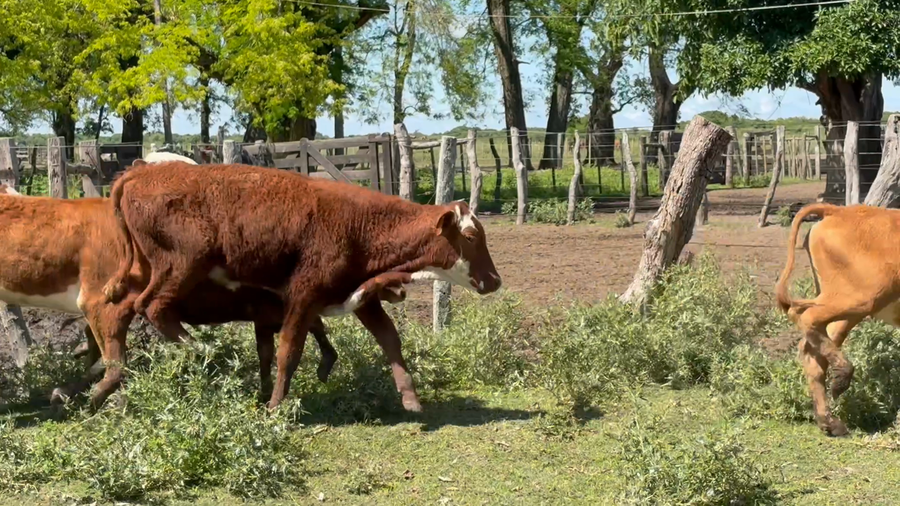 Lote 70 Terneras en Corrientes, San Roque