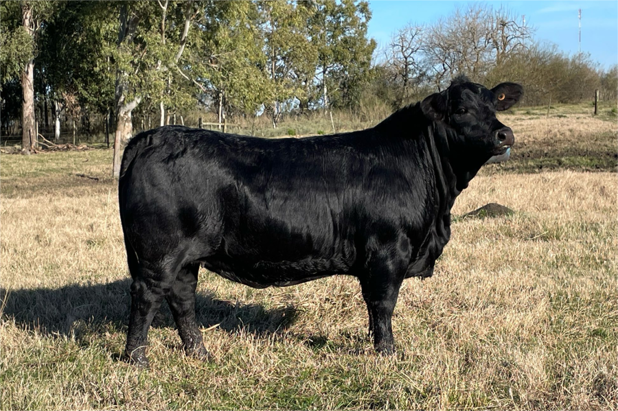 Lote SANCHA VIAMONTE 2824-3