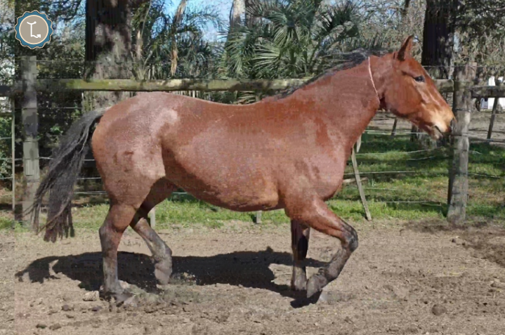 Lote CAPRICHOSA MOLLES