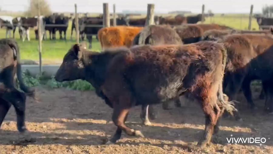 Lote 25 Terneras en Chascomús, Buenos Aires