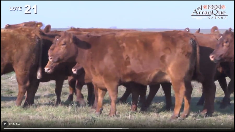 Lote 10 Vacas Angus Coloradas Preñadas - Santa Anita, Entre Rios