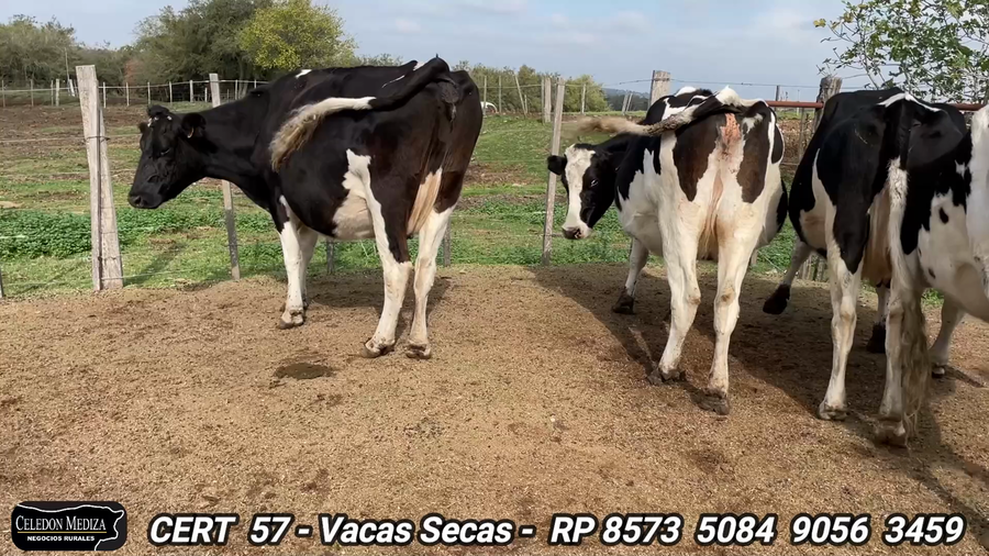 Lote 4 Vacas preñadas en Colonia