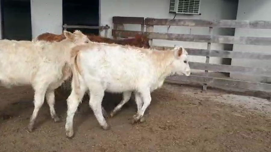 Lote 5 Terneros CRUZAS NORMANDO a remate en PANTALLA CAMY 170kg - , San José