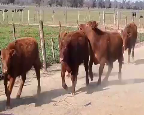 Lote 40 Novillitos en Capilla del Señor, Buenos Aires