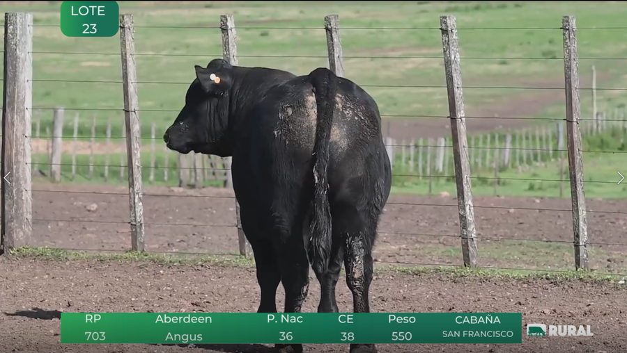 Lote Toros RP 703-708