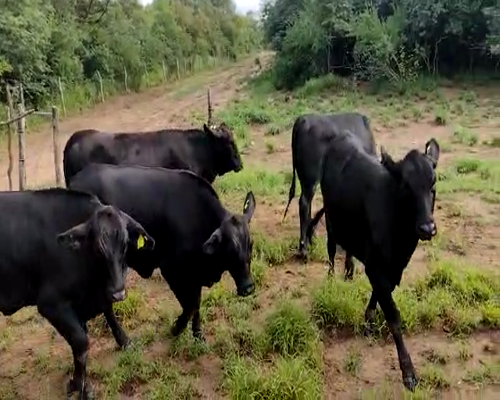 Lote 100 VAQUILLONAS P/SERVICIO DE 15/18 MESES, 340 KG, LA CALERA; CATAMARCA)