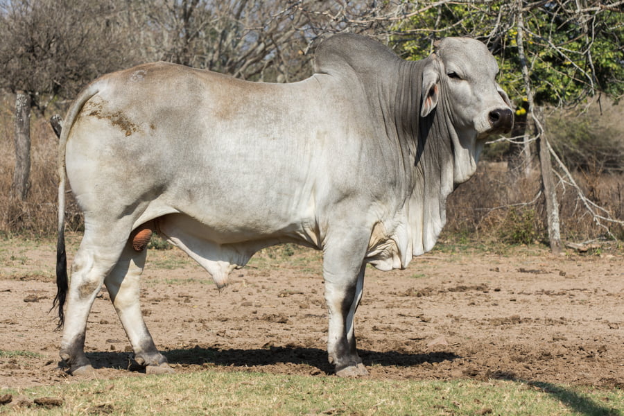 Lote Corral 17 - CABAÑA DON TOMAS