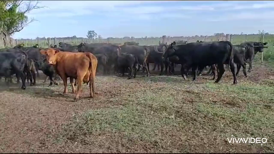 Lote 25 Vacas CUT con cría en Brandsen, Buenos Aires