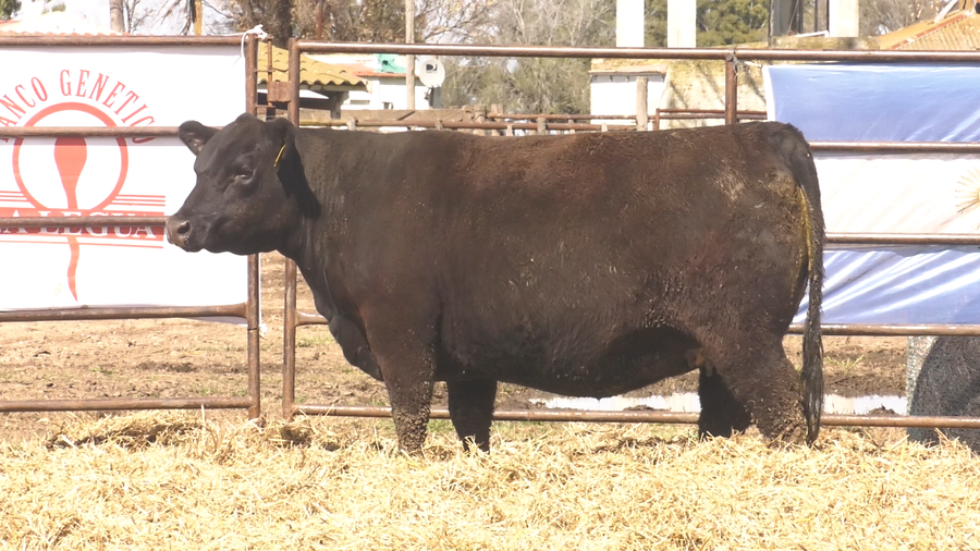 Lote VAQUILLONAS ANGUS  PP