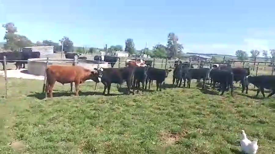 Lote 12 Terneras AB HE a remate en REMATE POR PANTALLA 150kg - , San José