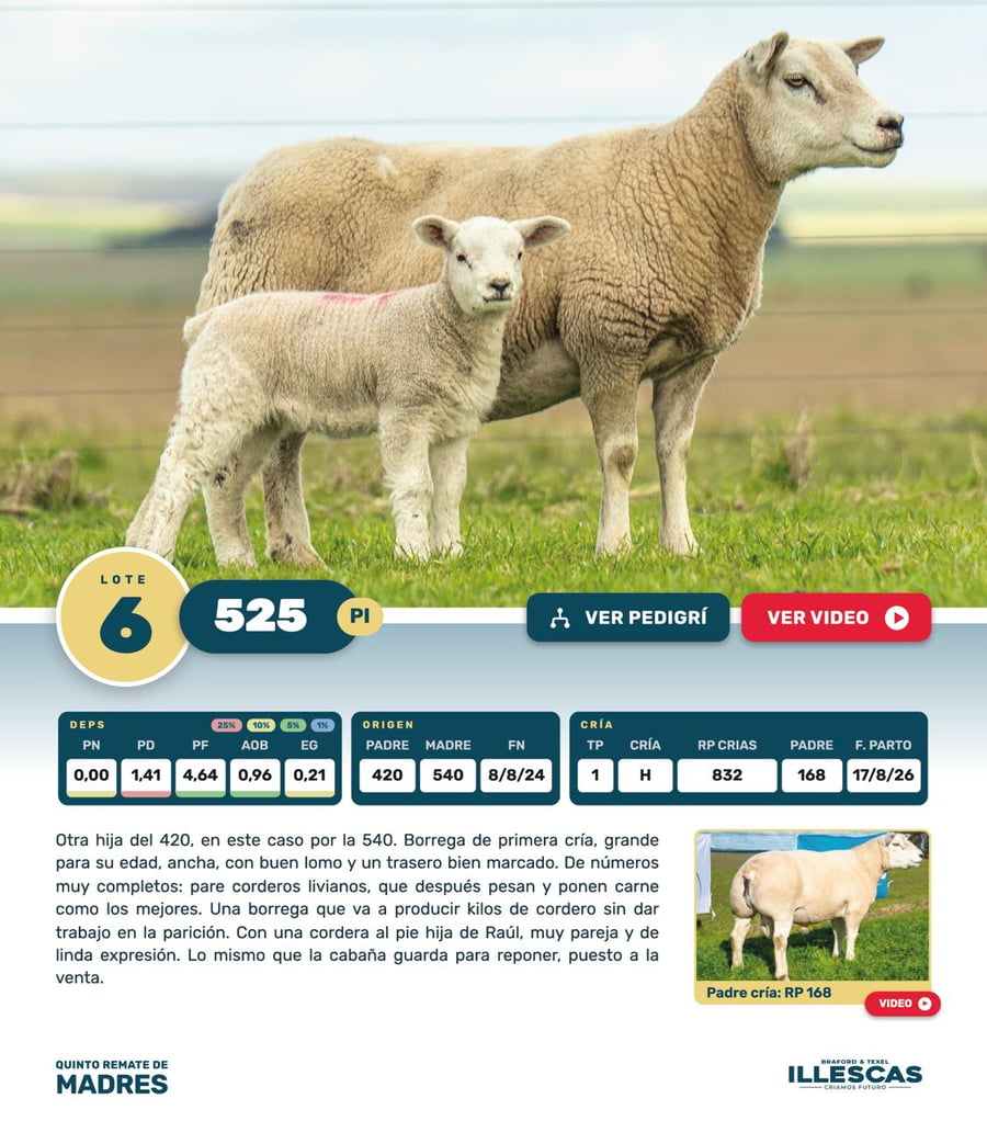 Lote Lote 6