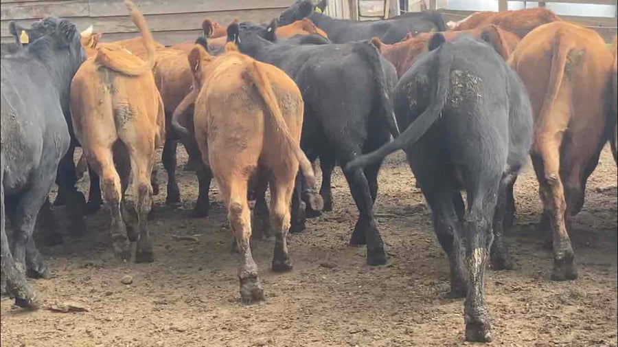 Lote 40 Novillo Engorda en Frutillar, X Región Los Lagos