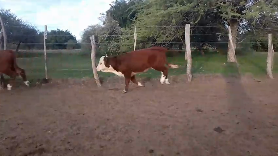 Lote 260 Terneras