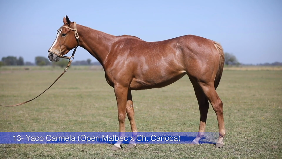 Lote YACO CARMELA (OPEN MALBEC - CHAPALEUFU CARIOCA)
