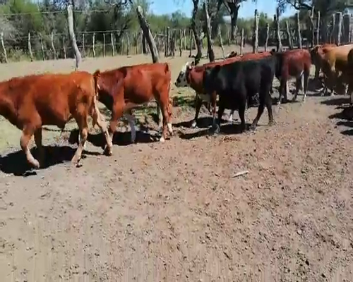 Lote 120 Terneros/as en Federal, Entre Ríos