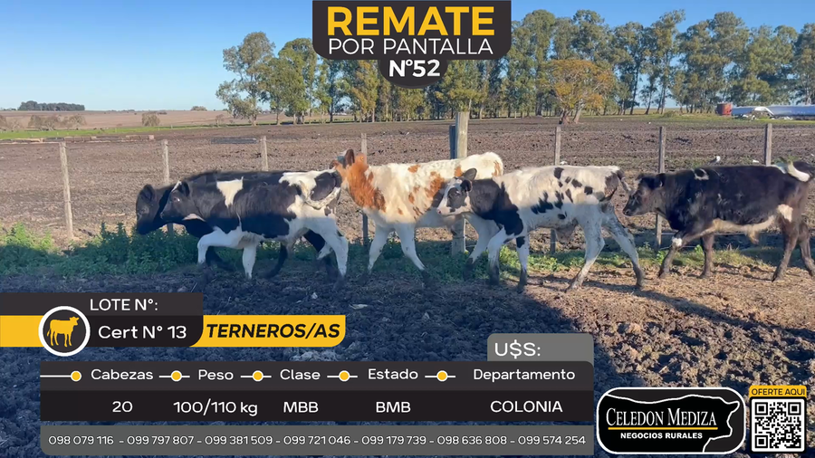 Lote 20 Terneros y Terneras en Estanzuela, Colonia