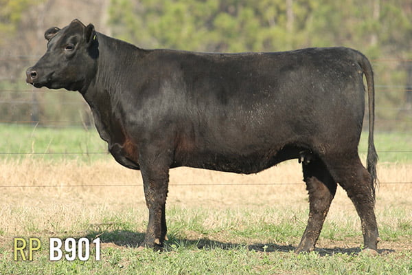 Lote 4 VAQUILLONAS PREÑADAS PURAS DE PEDIGREE