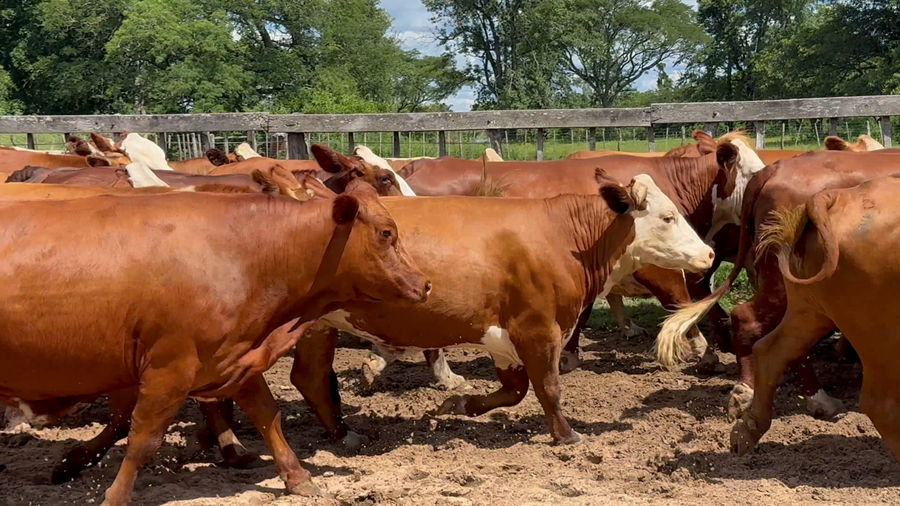 Lote 35 Vacas  en Corrientes, Lavalle