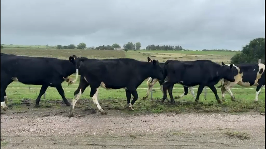 Lote VAQUILLONAS 1 a 2 AÑOS