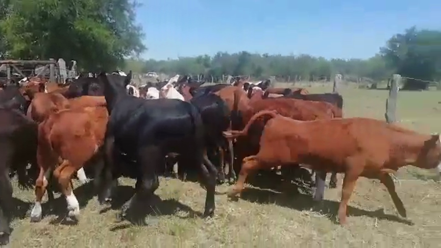 Lote 145 Terneros/as en Entre Ríos, Federal