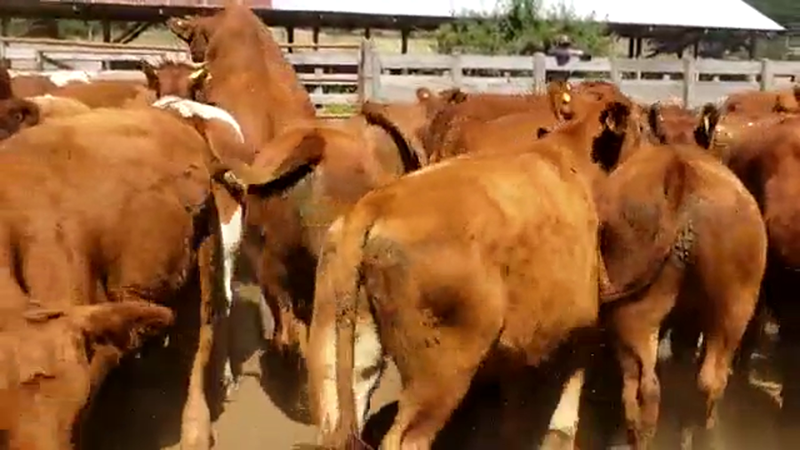 Lote 60 Novillo Engorda en Futrono, XIV Región Los Ríos