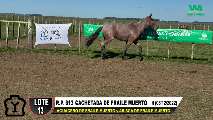 Lote CACHETADA DE FRAILE MUERTO