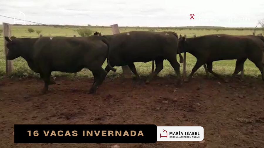 Lote 16 VACAS DE INVERNADA