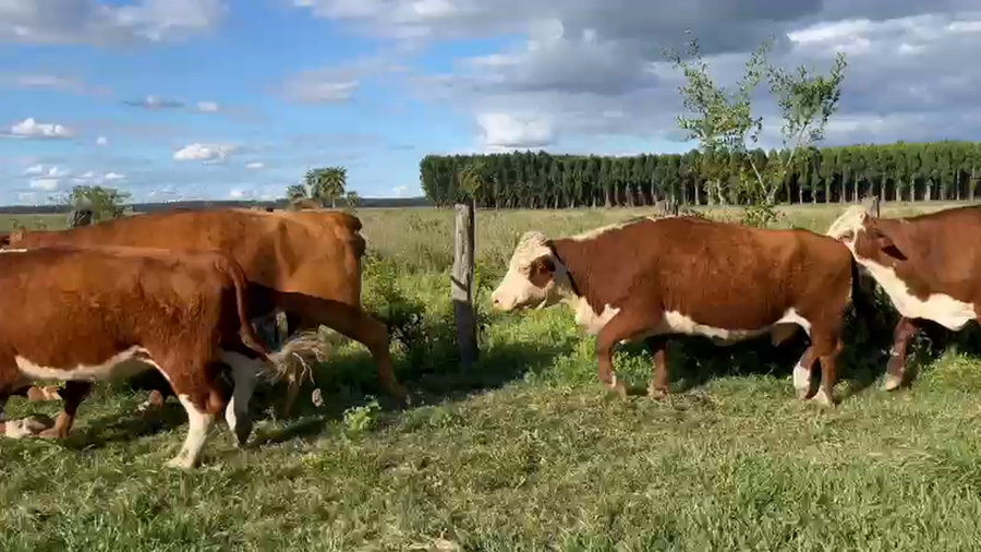 Lote 45 Vacas de invernar