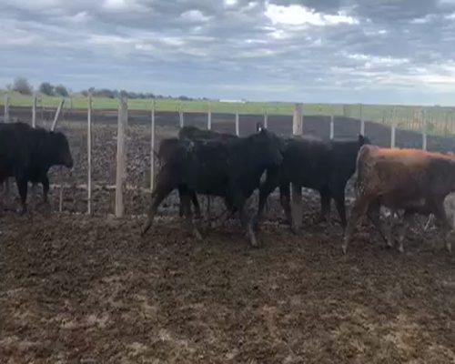 Lote 20 Terneros de 175Kg en Castelli, Buenos Aires