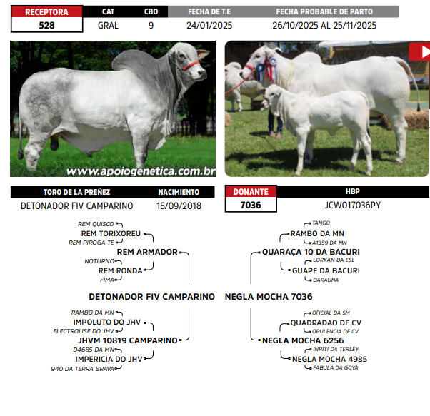 Lote LOTE 45