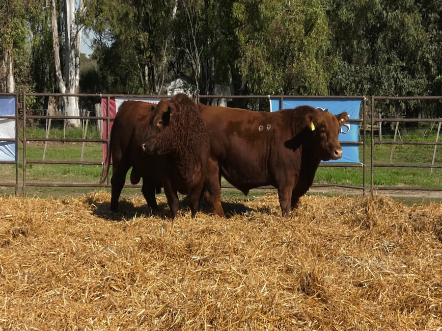 Lote TOROS ANGUS PP