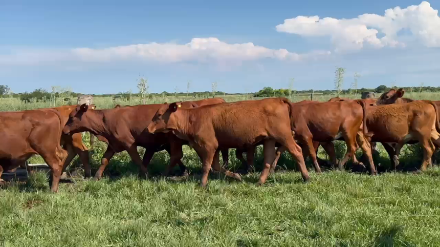 Lote 58 Terneros/as en Corrientes, Chavarría