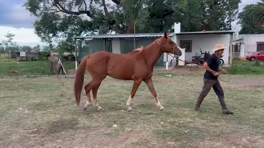 Lote CABALLO
