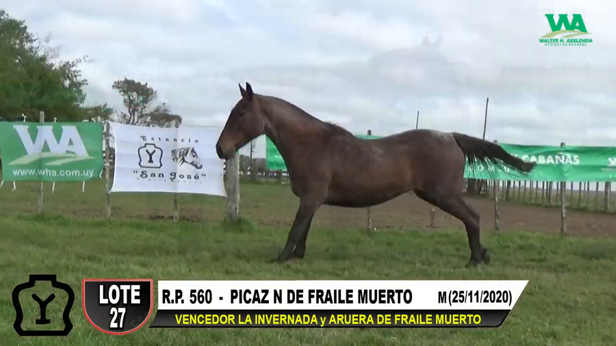 Lote PICAZÓN DE FRAILE MUERTO