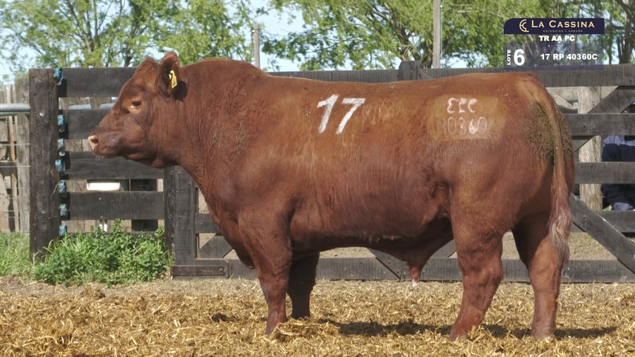 Lote TOROS ANGUS PURO CONTROLADO
