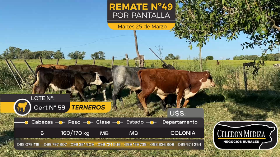 Lote 6 Terneros en La Horqueta, Colonia