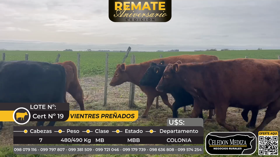 Lote 7 Vientres Preñados en Riachuelo, Colonia