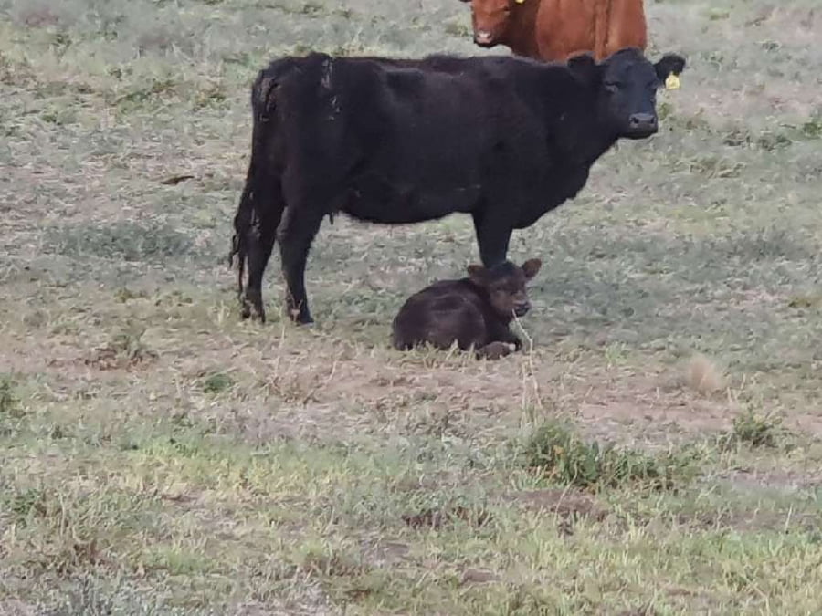 Lote 250 Vaquillonas en Darregueira, Buenos Aires