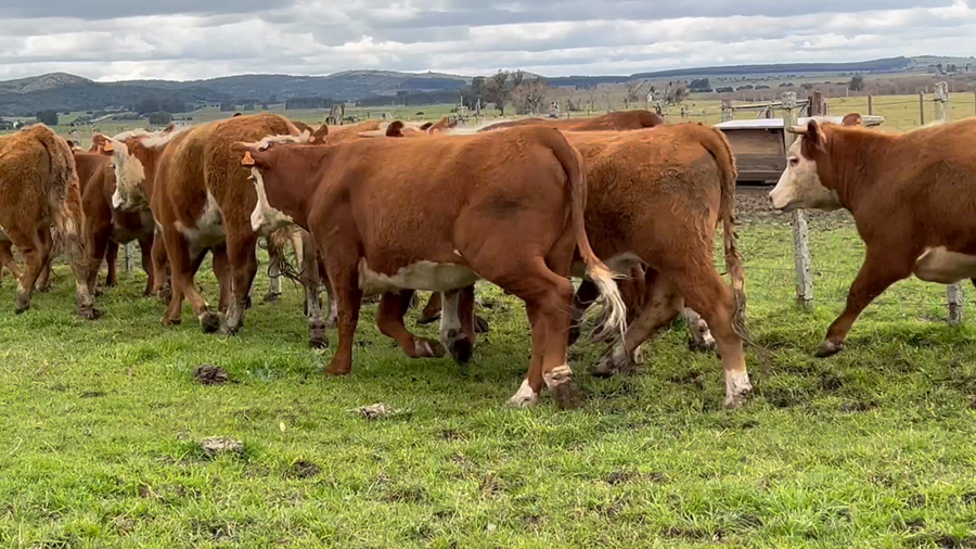 Lote 25 Vaquillonas sin servicio en Lavalleja, Mariscala
