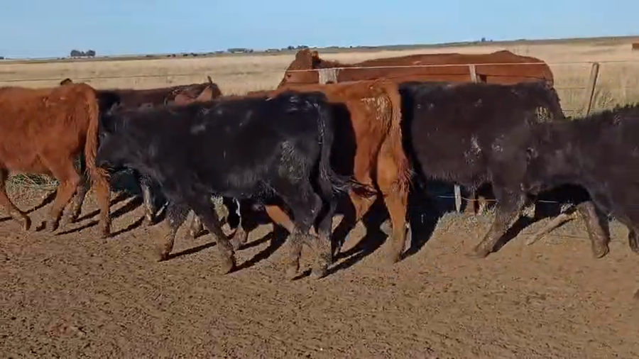 Lote 75 Terneros en Laprida