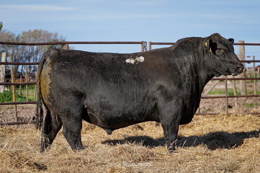 Lote TOROS ANGUS  PP