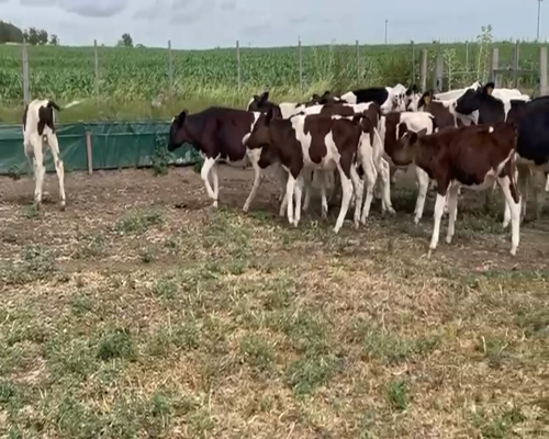 Lote (Vendido)26 Terneros HOLANDO a remate en 2da Pantalla ENTRE MARTILLOS en RINCON DE LA TORRE