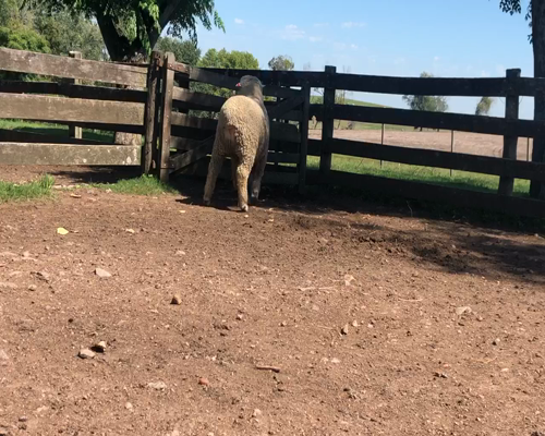 Lote 1 Borregos en Cerro Largo, Cerro Largo