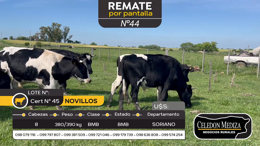 Lote 8 Novillos en Otra Localidad, Soriano